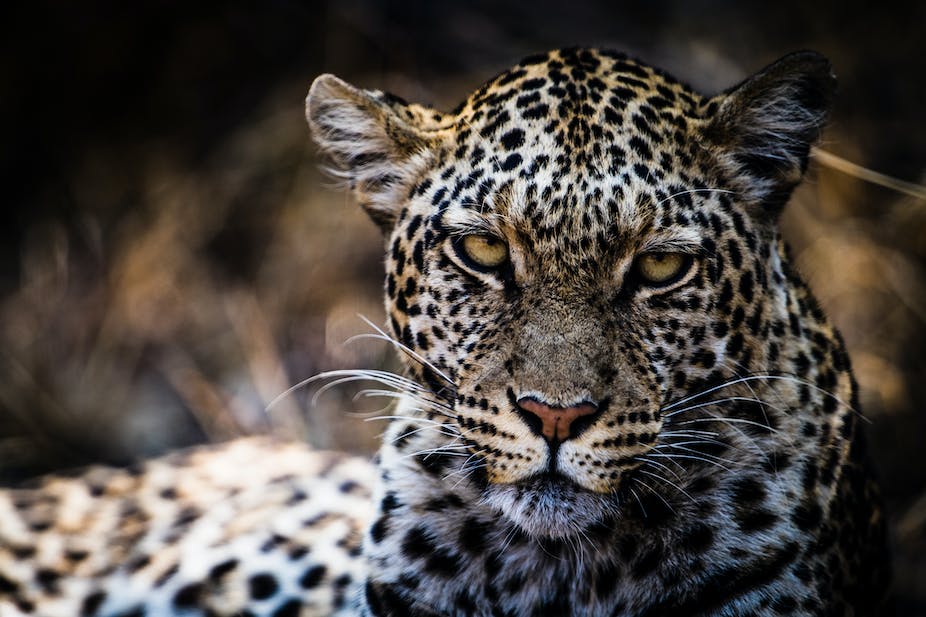 International financial management jaguar case study